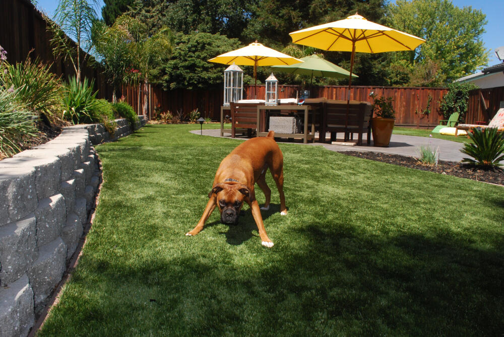 Tucson pet turf